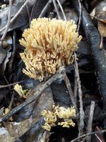 Morchella purpurascens